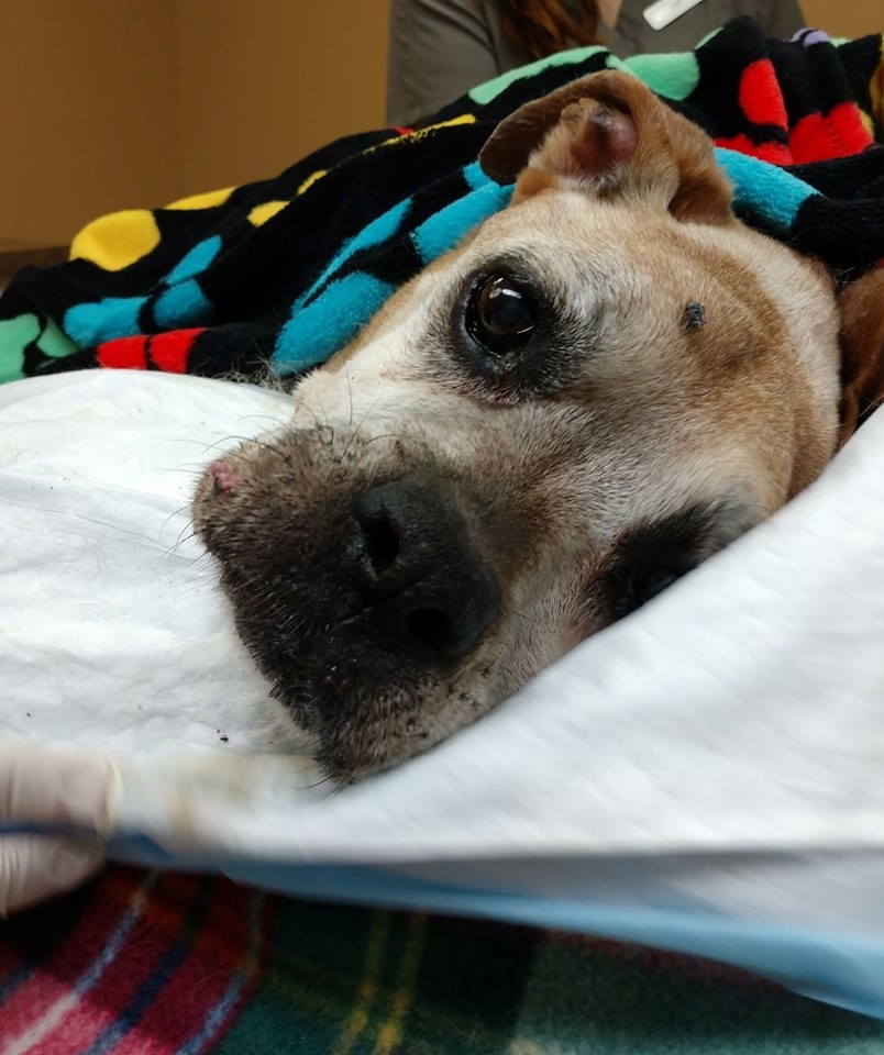 No happy reunion awaits ailing dog found in NY