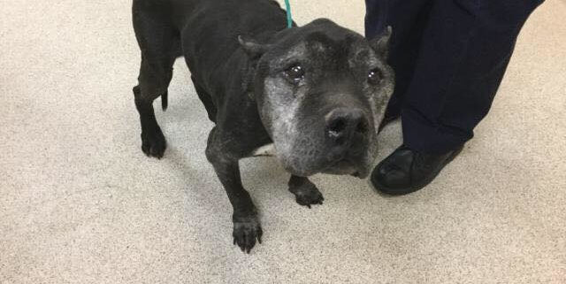Old dog at busy animal control