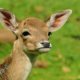 Officer accused of running over injured fawn