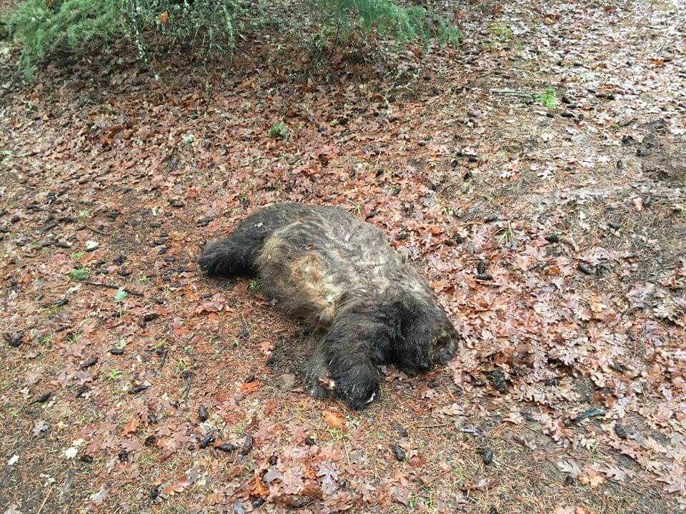 Officials seek answers about bear found without head and paws