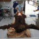 Orangutan blinded