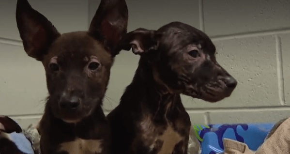 Mother dog and neglected puppies abandoned on mother's day