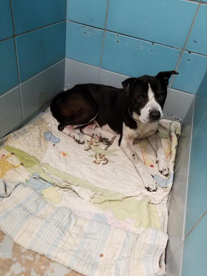 Owner didn't want dog because he is too old