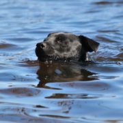 Dog helps save drowning dog