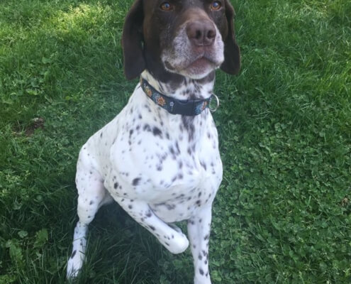 A German shorthaired pointer