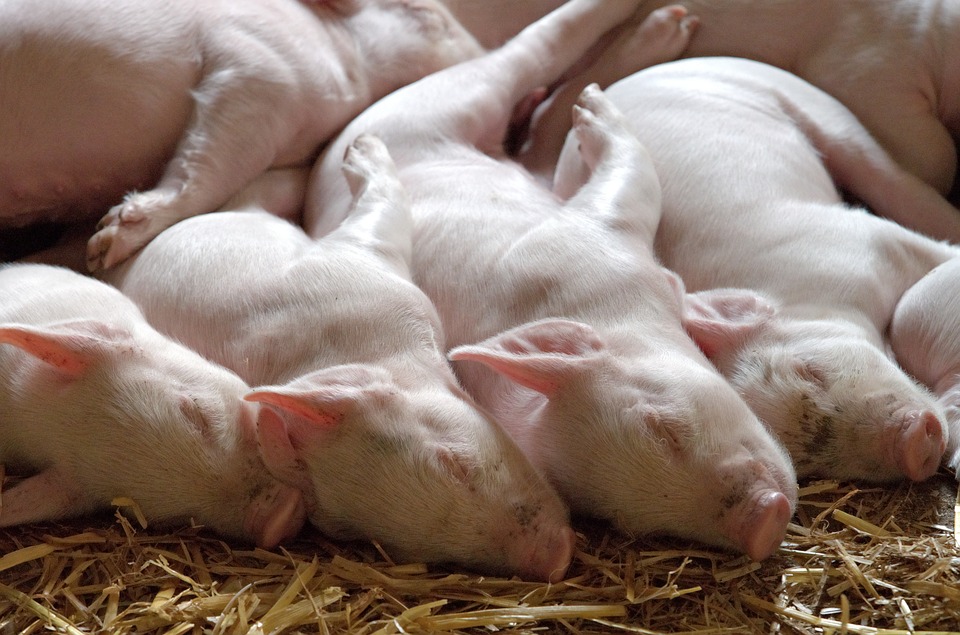 Piglets were crushed by a farm worker