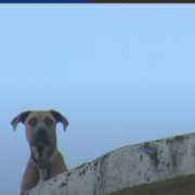 tragic update about dog on roof of factory