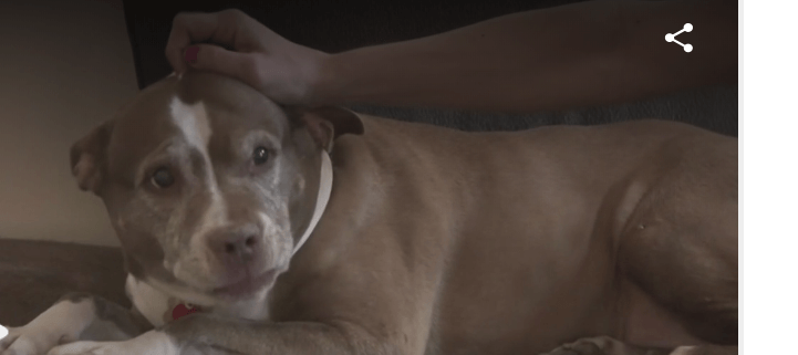 Pit bull saved owner from gas leak