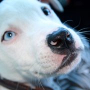 Pit bull puppy was kicked to death by a teen