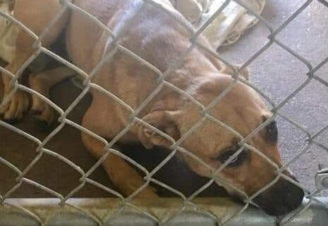 Plain brown wrapper dog moved to euthanasia room