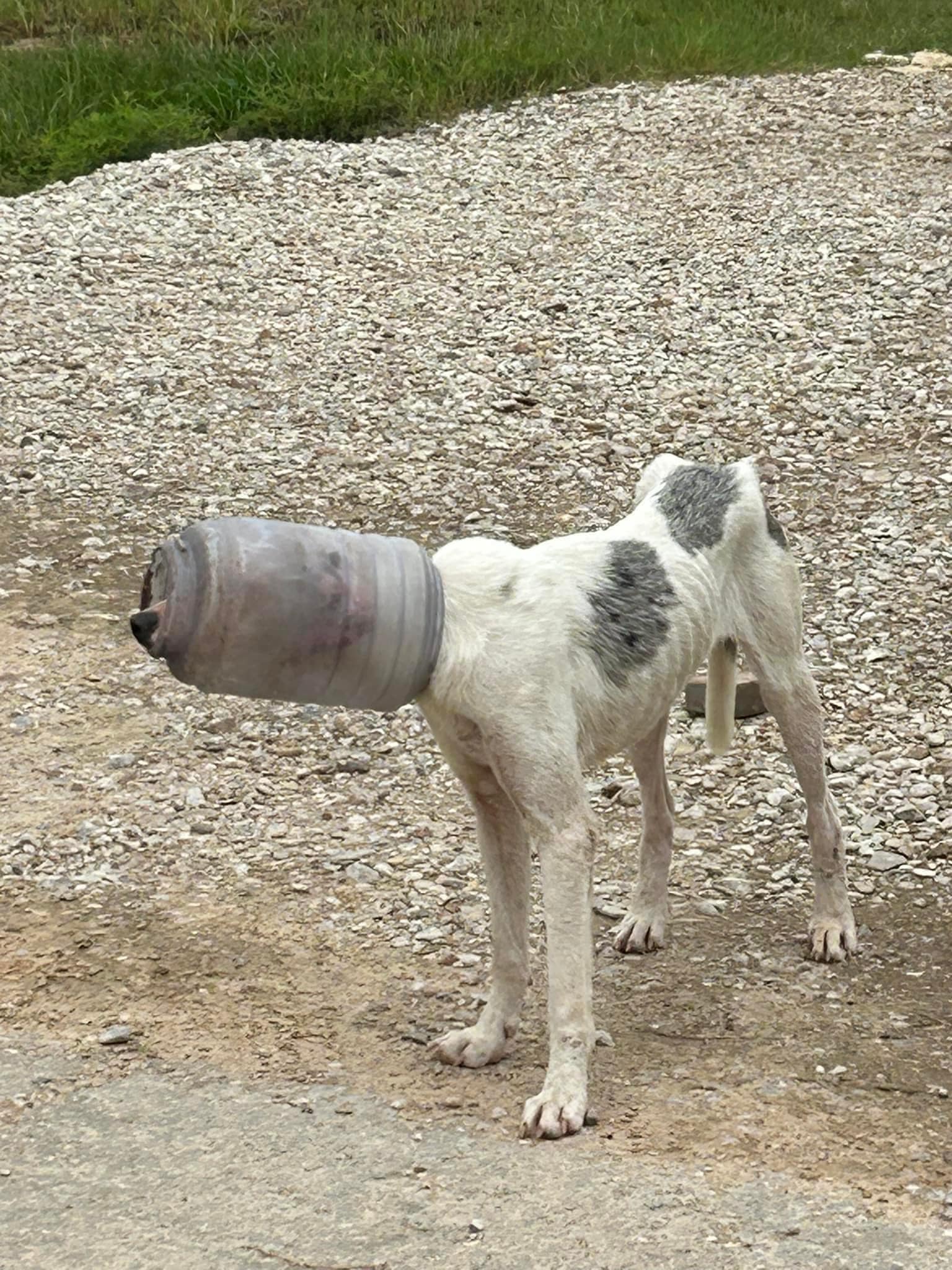 Stray dog roaming Texas fields for days with plastic jug stuck on head
