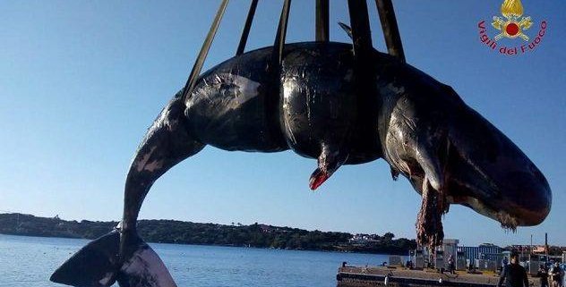 Plastic found in dead whale