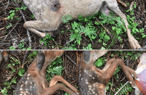 poacher killed doe pregnant with twin fawns
