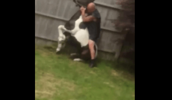Man jumped on pony