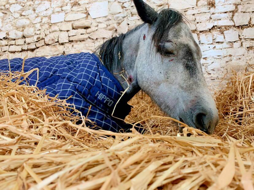 Pony dies after brutal beating by teens