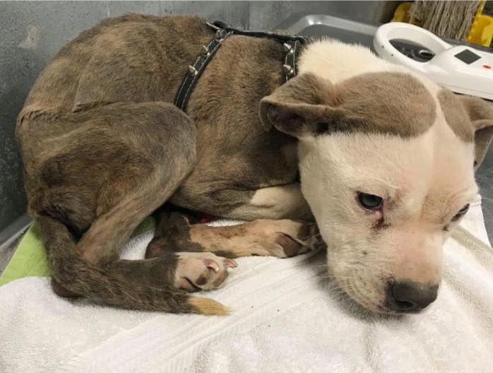 Pup confined and starved after being born