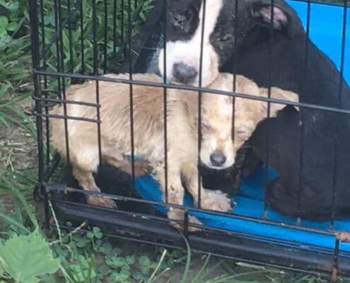 Puppies abandoned in crate