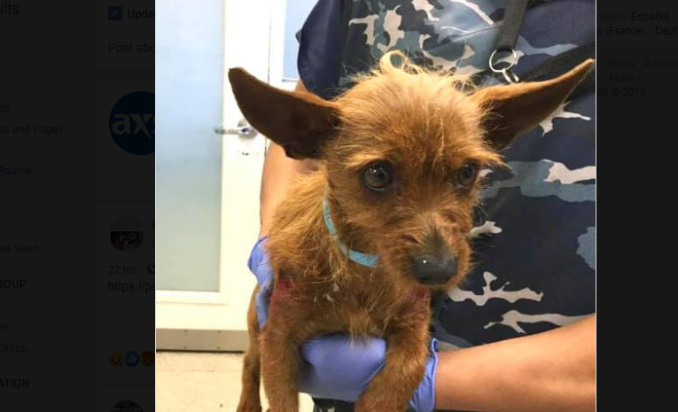Dog attacked by coyote at risk of being euthanized