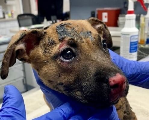 Puppy burned after crate set on fire