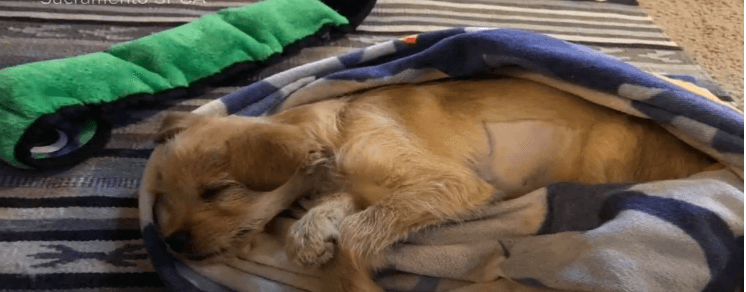 Puppy died after eating ribs