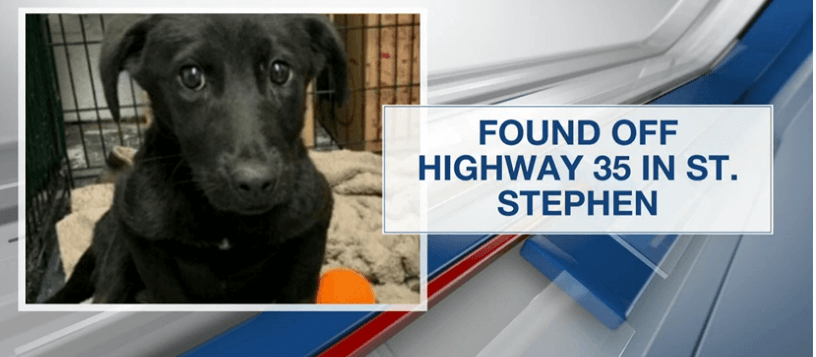 Young puppy died after being shot