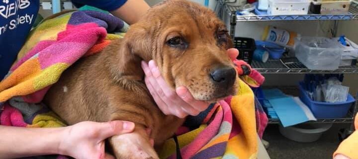 Puppy miraculously survived train strike