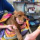 Puppy miraculously survived train strike