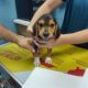 Puppy found in paper shopping bag