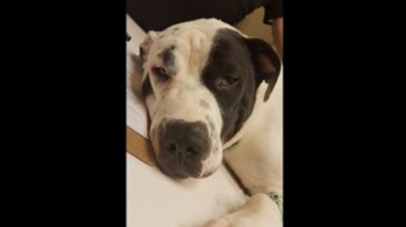 Puppy fatally shot after chewing a shoe