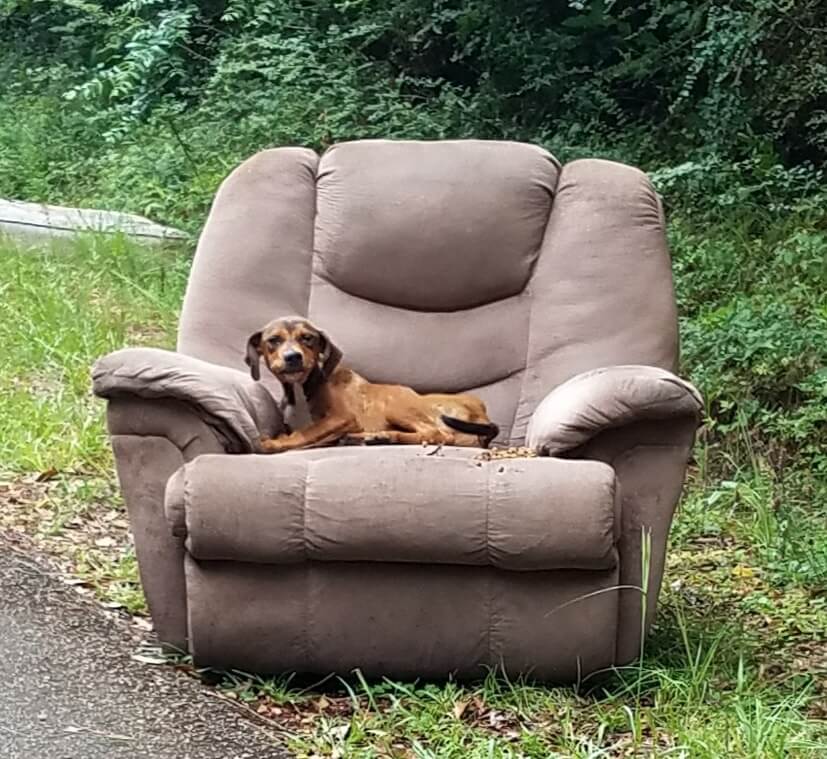 puppy abandoned with discarded chair