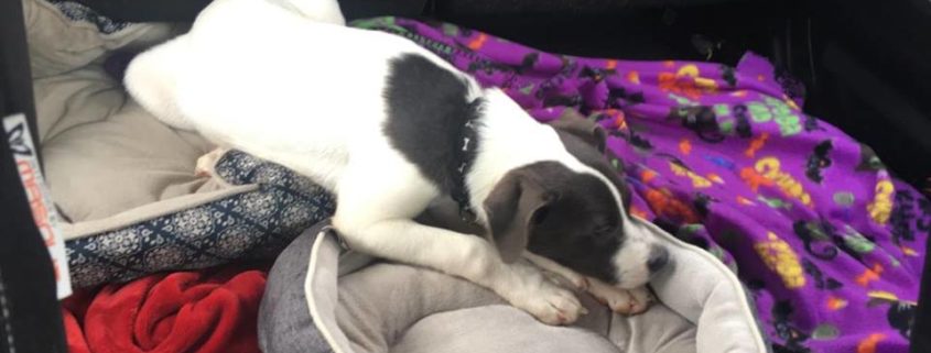 abuse leaves puppy with broken leg and missing teeth