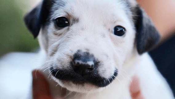 Rescue pup breaks the internet