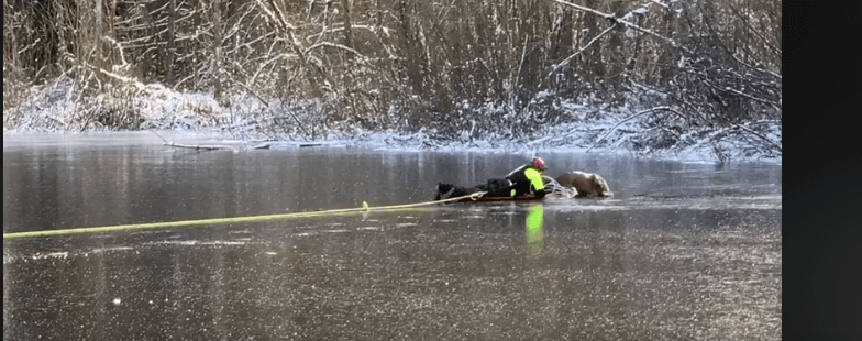 Rescuers save deer from icy pond
