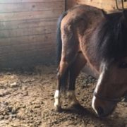 Cop busted after dead and starving horses found