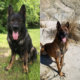 Homes needed for retired police dogs