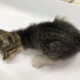 Reward to find person responsible for kitten torture