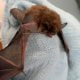 Reward offered bat found with fishing hook through cheek