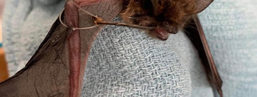 Reward offered bat found with fishing hook through cheek