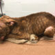 Reward offered after discovery of three starved dogs