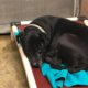 Sad dog endures holiday season alone at shelter