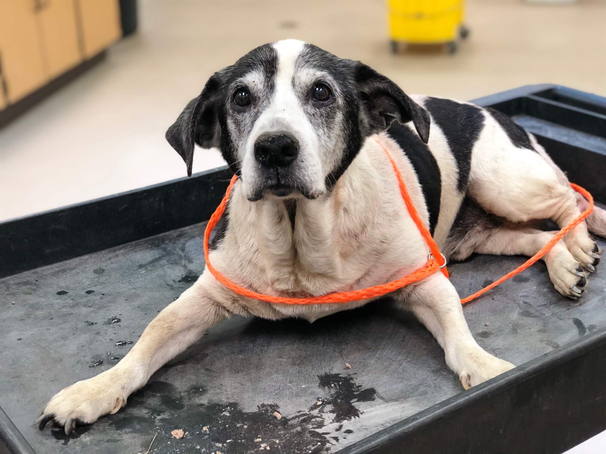 Rescue needed for sweet senior dog who can't walk