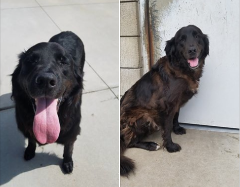 Senior dogs surrendered for being old and smelly