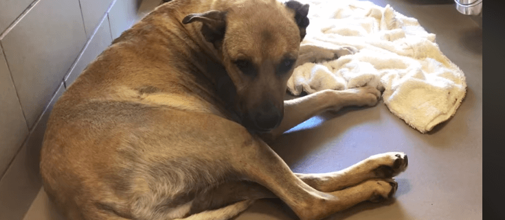 Senior dog victim of cruelty
