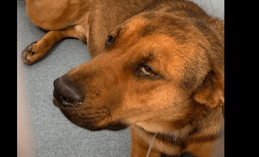 Seriously ill shelter dog will die