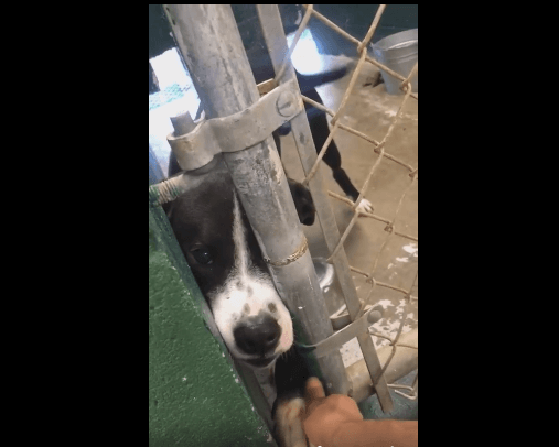 Shelter dog begs for his chance to be loved