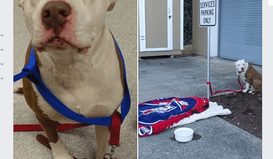 Shelter seeks answers - dog abandoned