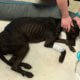 Good Samaritan found skeletal dog