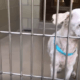 Senior dog is so confused after adopter returned him