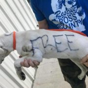 Someone wrote free on abandoned dog