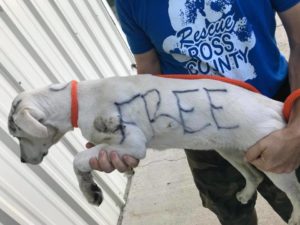 Someone wrote free on abandoned dog